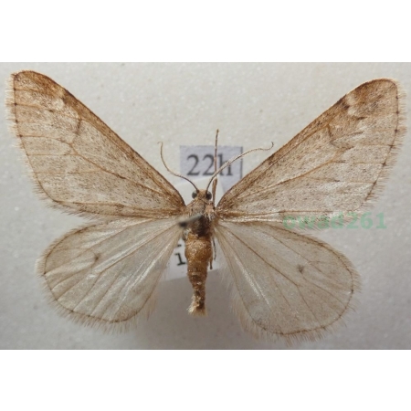 Alsophila aescularia (Denis & Schiffermüller, 1775) Nierównik kasztaniak Czech22h